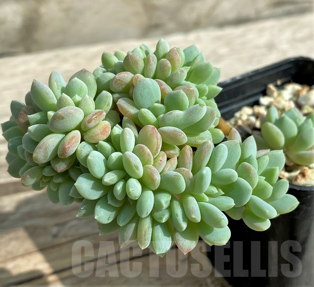 SHPR31733 Echeveria hybrid f. cristata - 画像 (2)