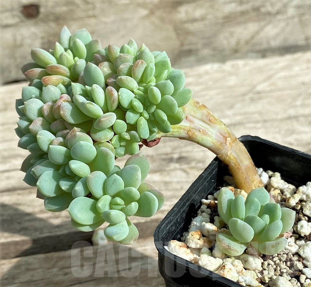 SHPR31733 Echeveria hybrid f. cristata
