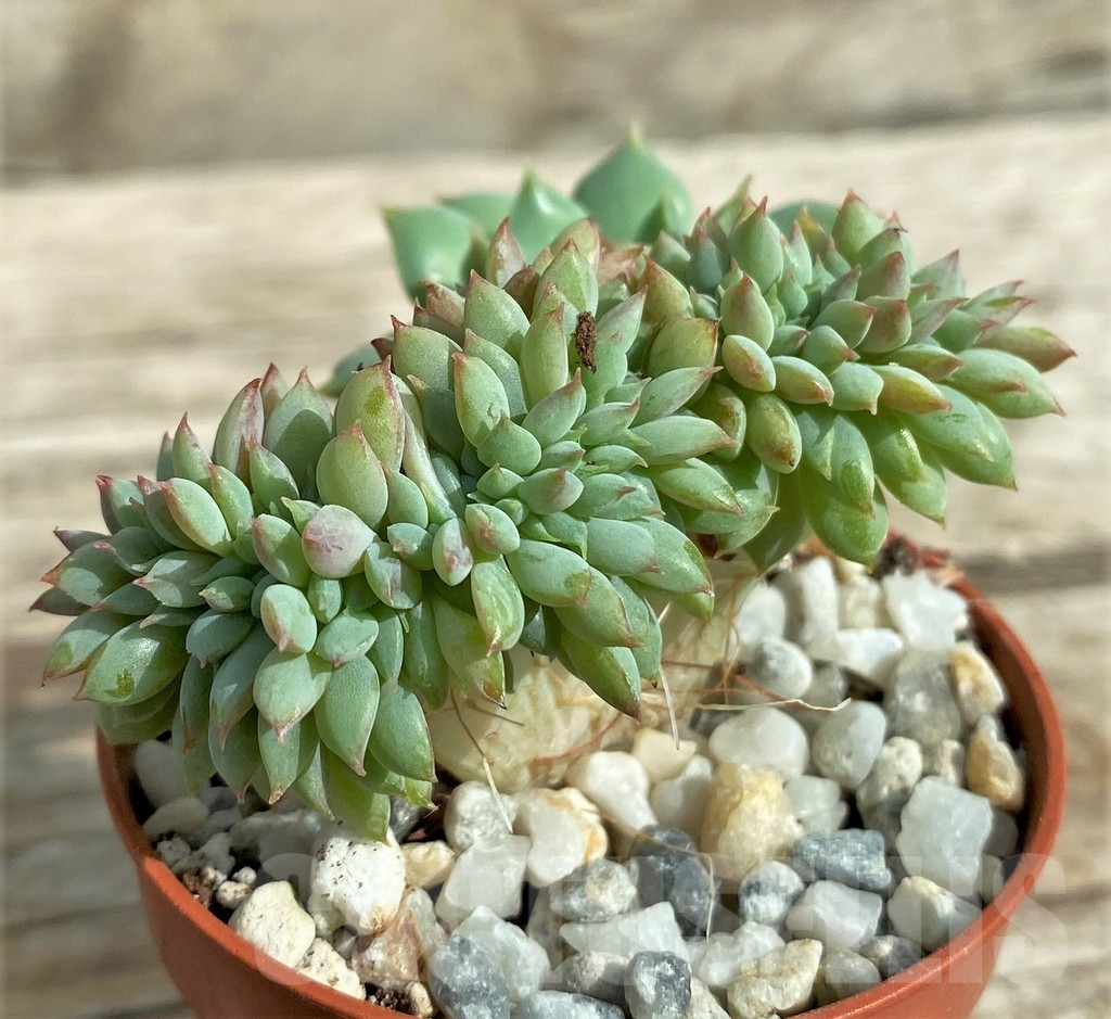 SHPR31736 Echeveria hybrid f. cristata