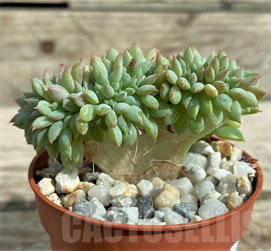 SHPR31736 Echeveria hybrid f. cristata - Зображення 2