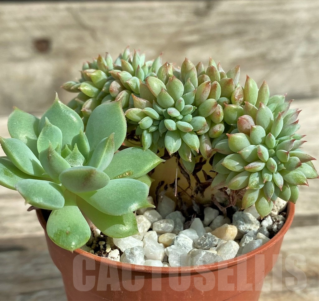 SHPR31736 Echeveria hybrid f. cristata - Зображення 3