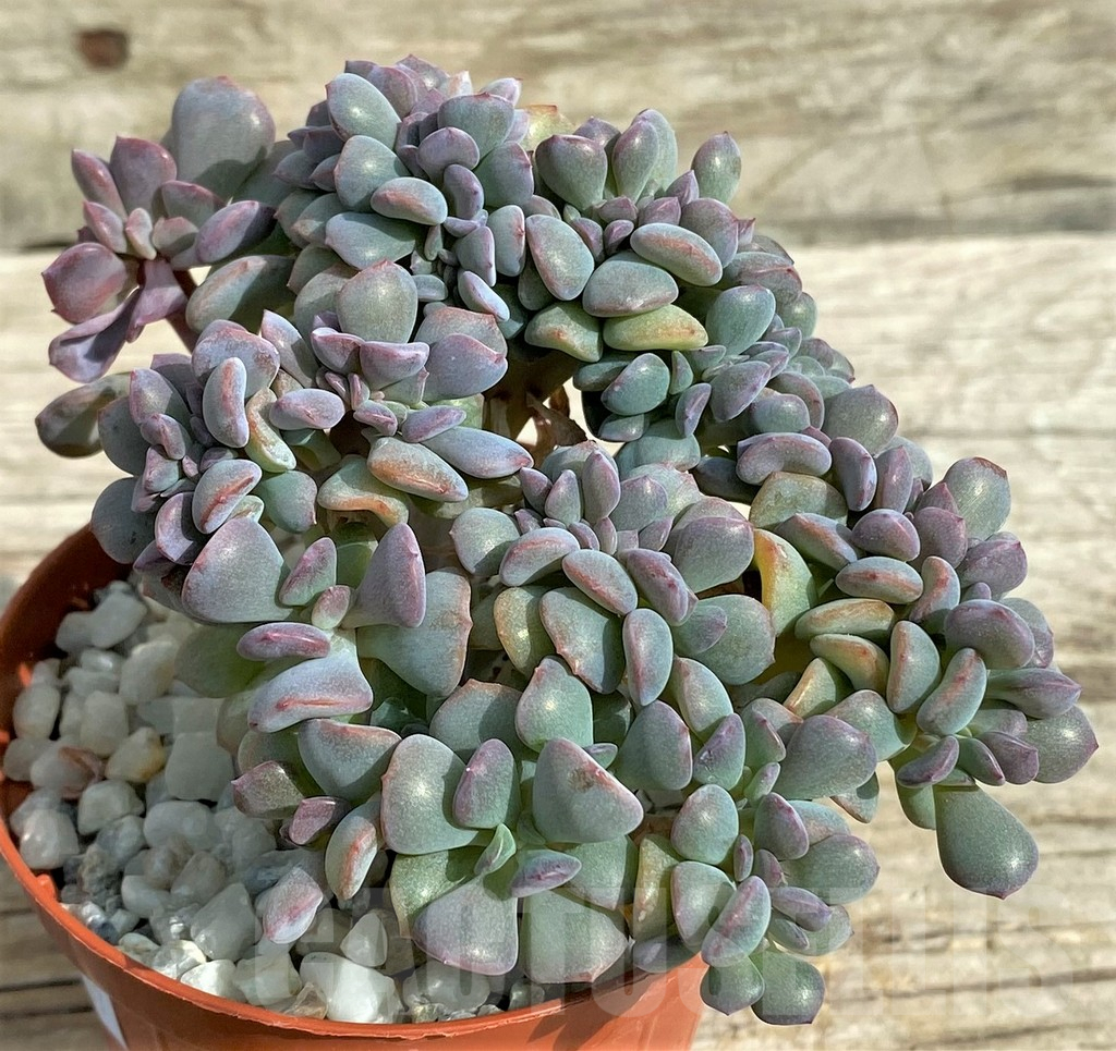 SHPR31737 Echeveria 'Cubic Frost' f. cristata