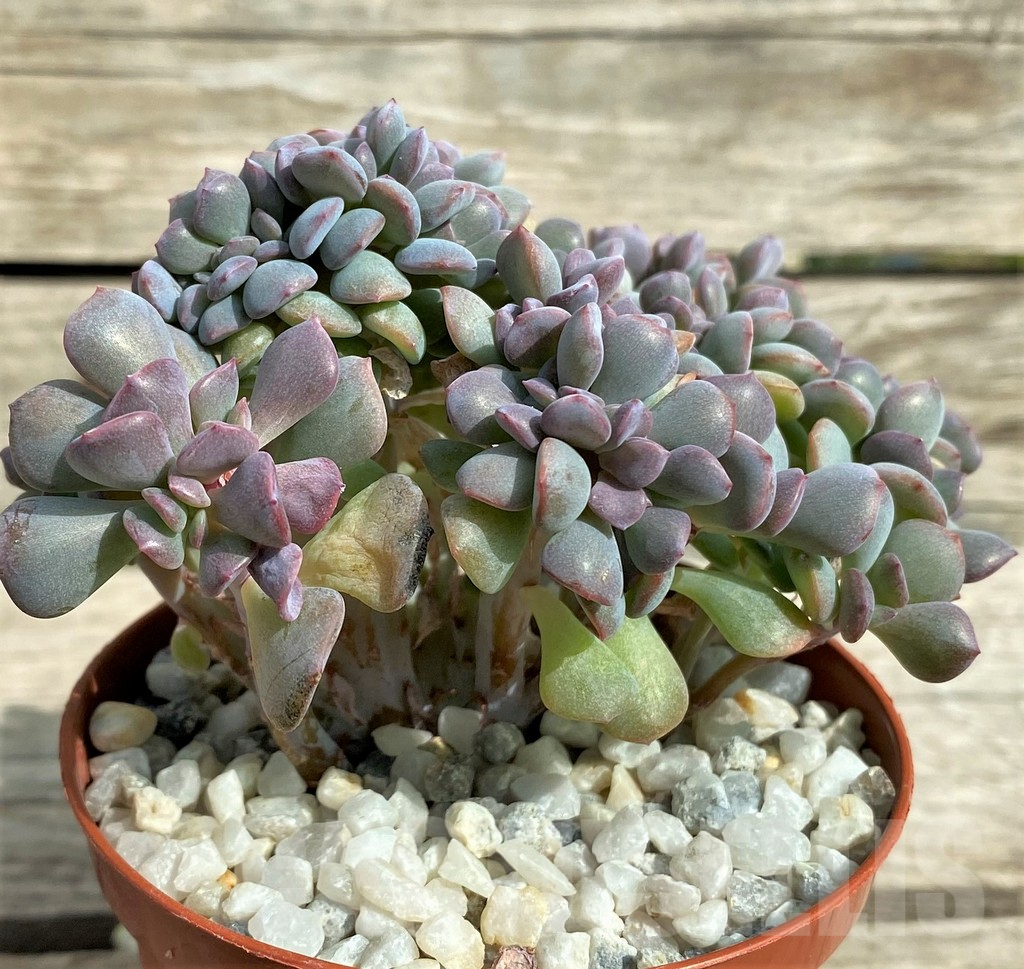 SHPR31737 Echeveria 'Cubic Frost' f. cristata - Зображення 2