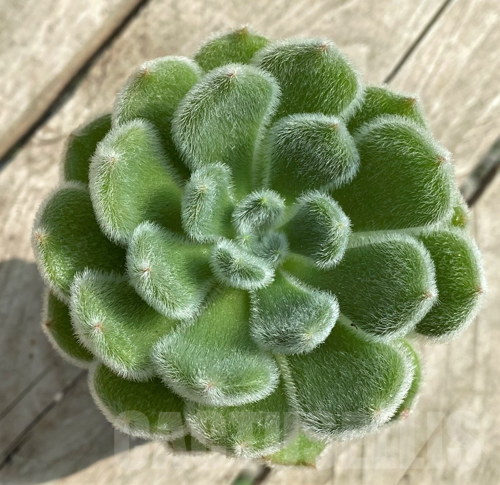 SHPR31741 Echeveria setosa - Зображення 2