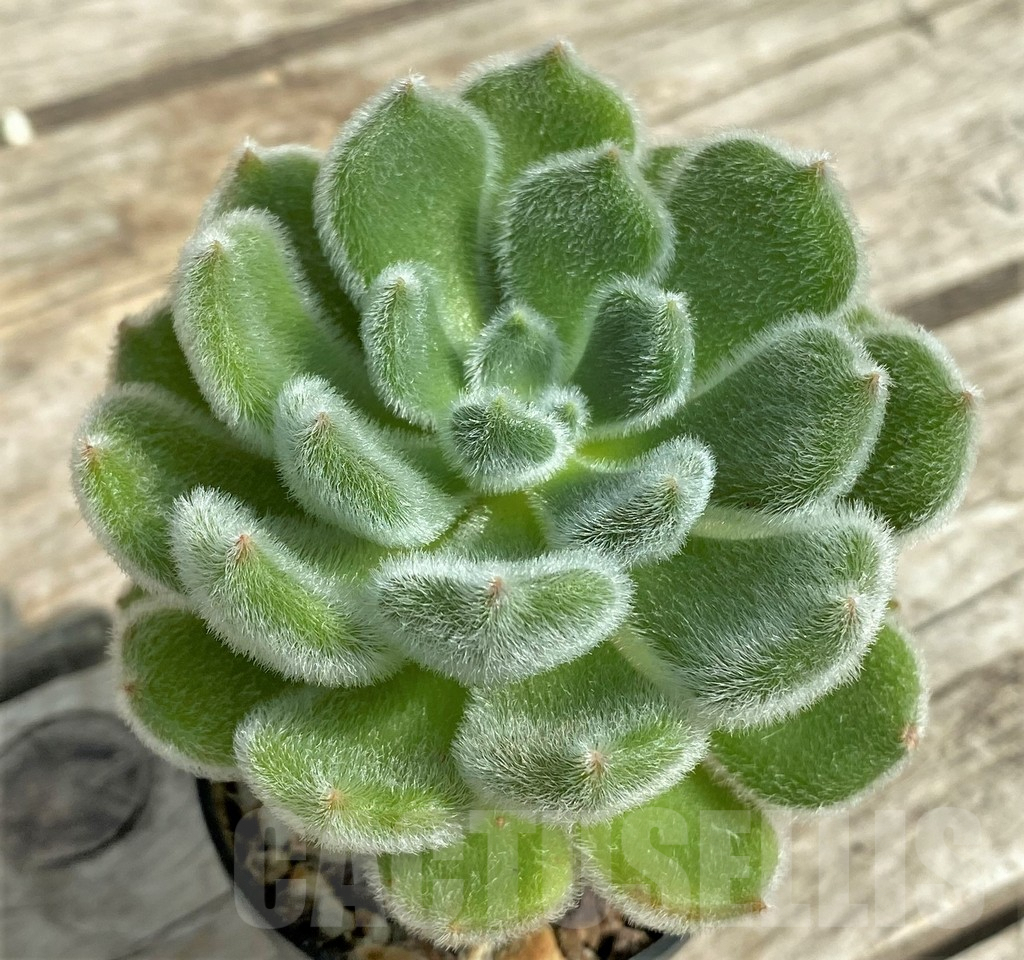 SHPR31741 Echeveria setosa