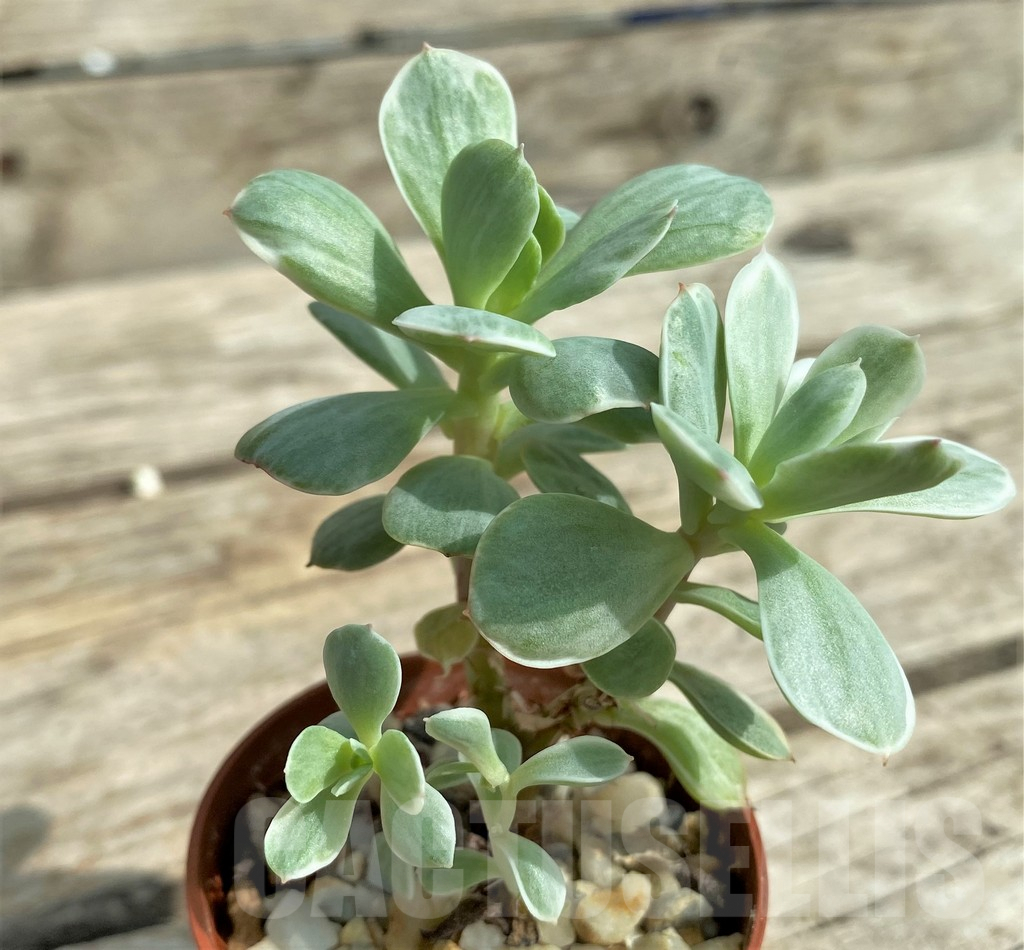 SHPR31742 Echeveria 'Lemon and Lime' - Зображення 2