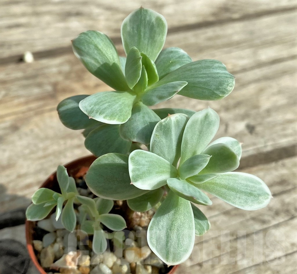 SHPR31742 Echeveria 'Lemon and Lime'
