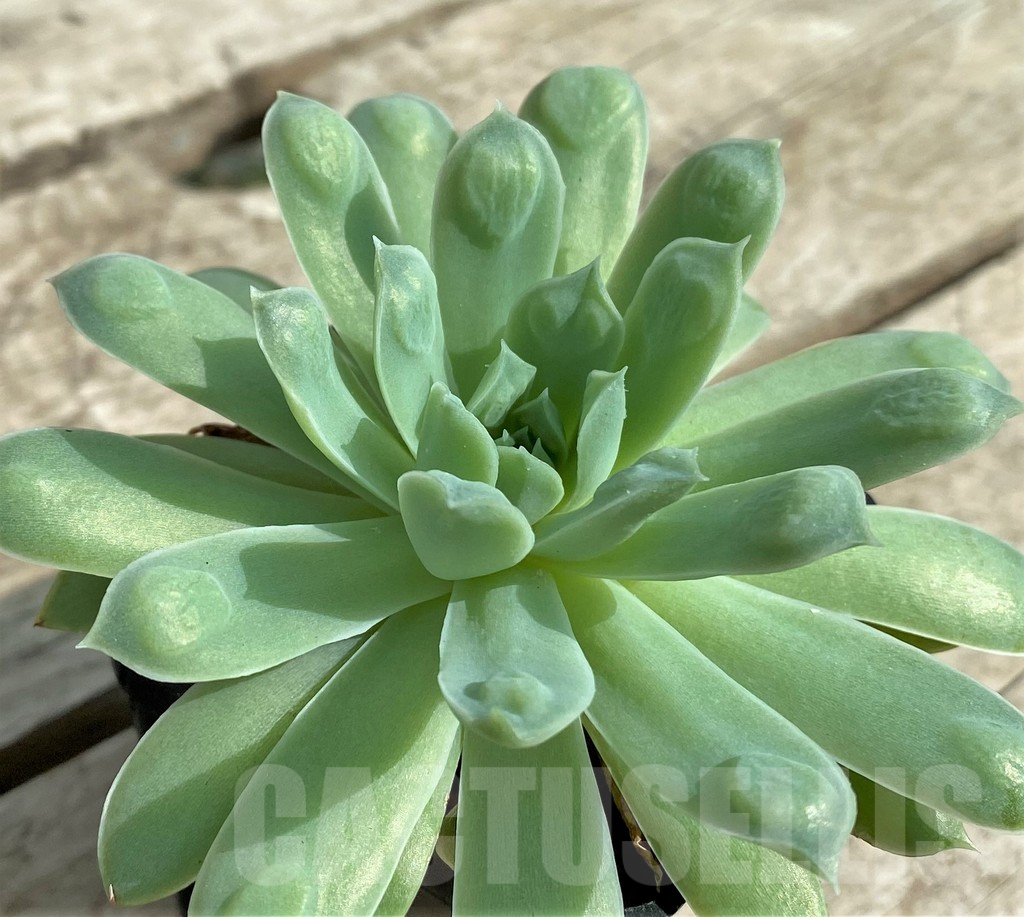 SHPR31744 Echeveria elegans ‘Rose with bomps’