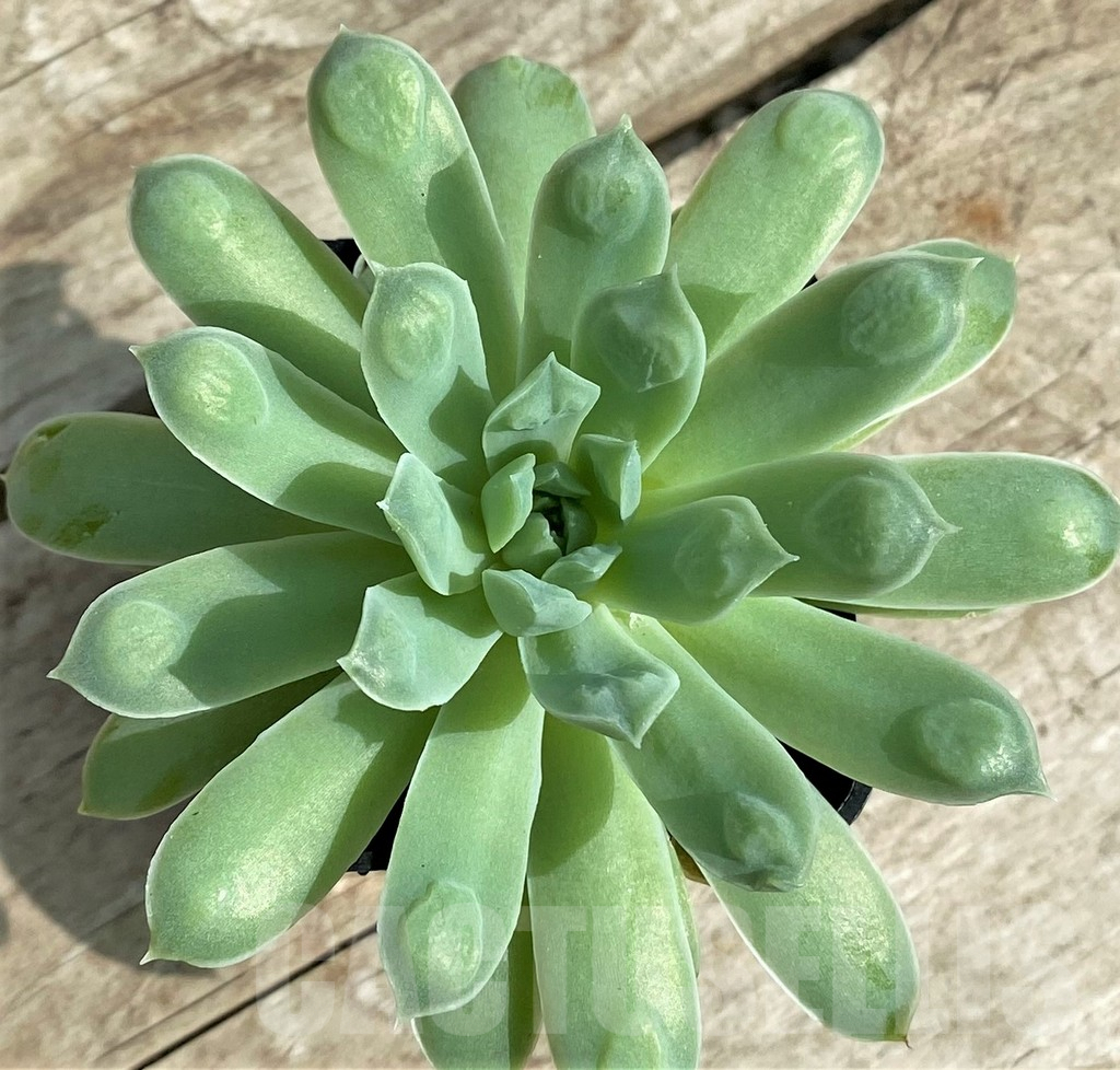 SHPR31744 Echeveria elegans ‘Rose with bomps’ - Image 2