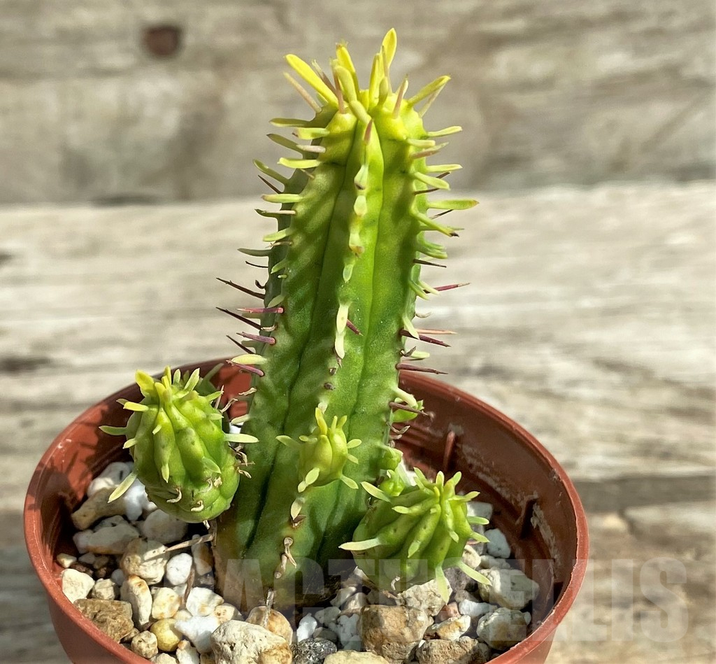 SHPR31756 Euphorbia enopla f. variegata - Зображення 2