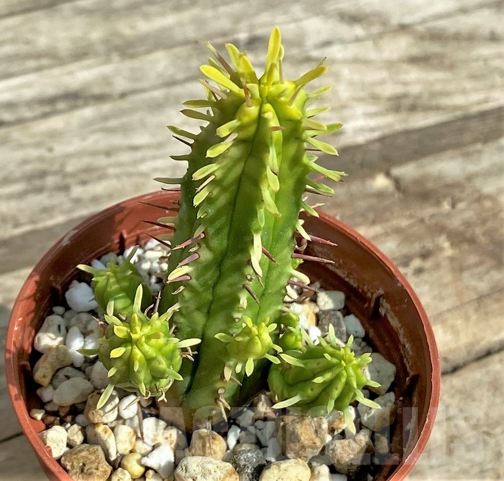 SHPR31756 Euphorbia enopla f. variegata