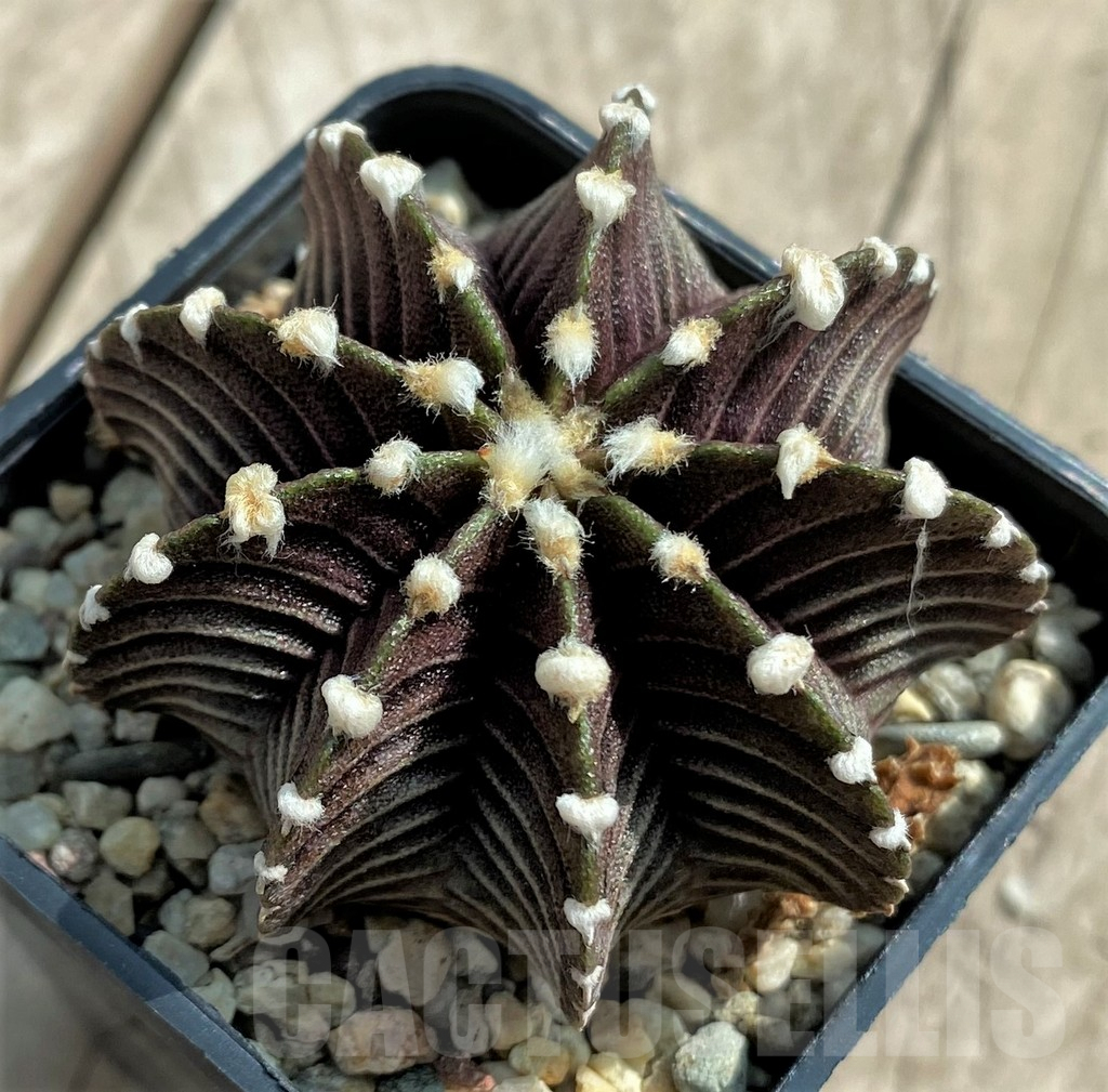 SHPR31762 Gymnocalycium friedrichii VOS 1241