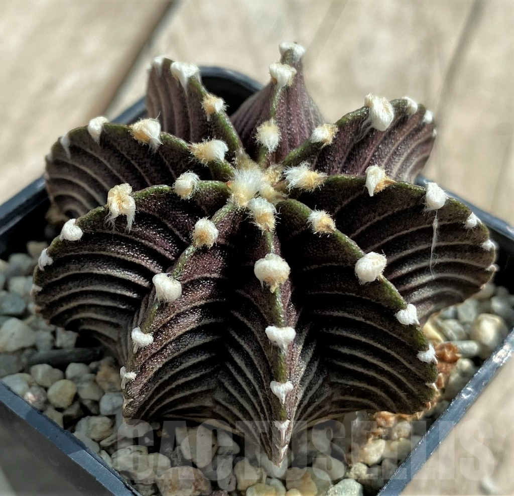 SHPR31762 Gymnocalycium friedrichii VOS 1241 - Зображення 2