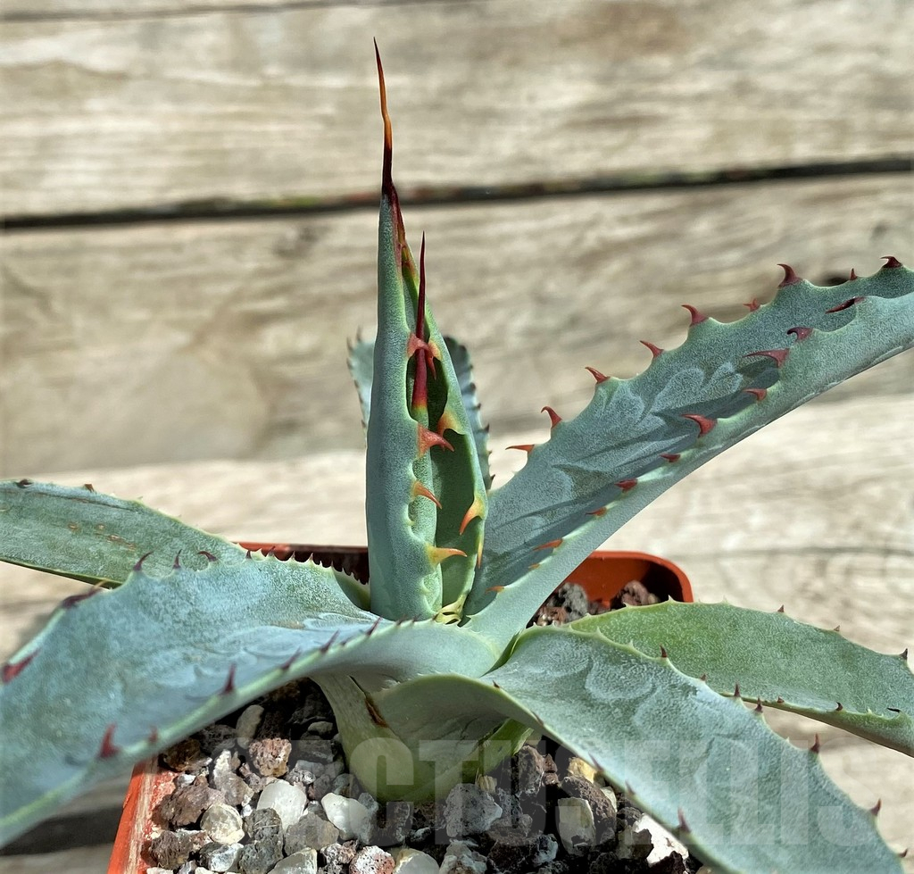 SHPR31765 Agave wocomahi