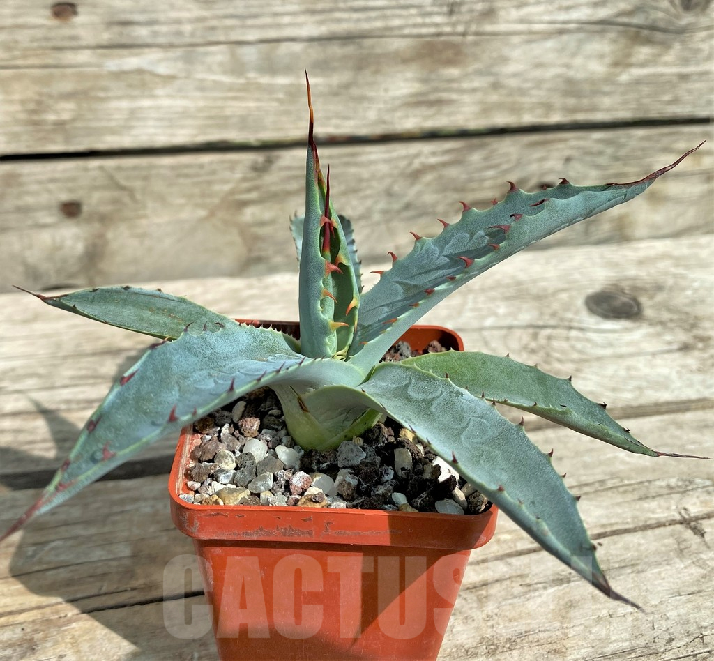 SHPR31765 Agave wocomahi - Зображення 2