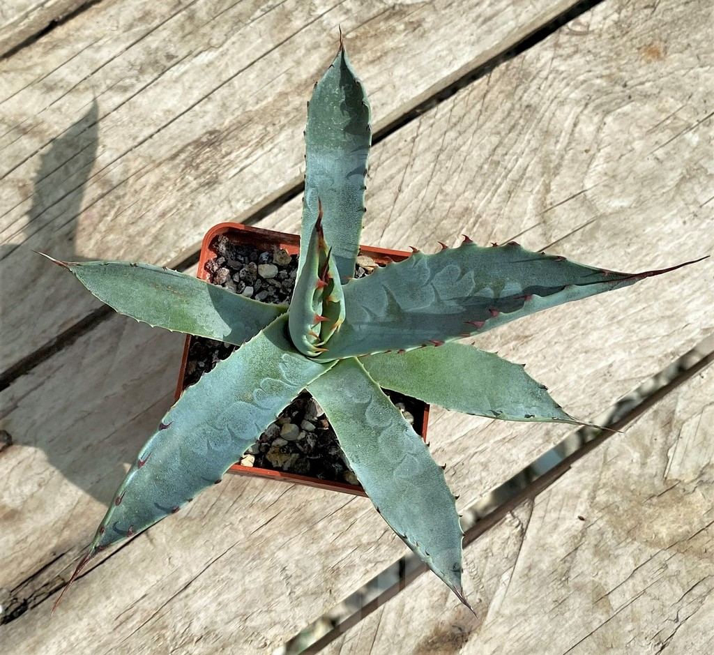 SHPR31765 Agave wocomahi - Зображення 3