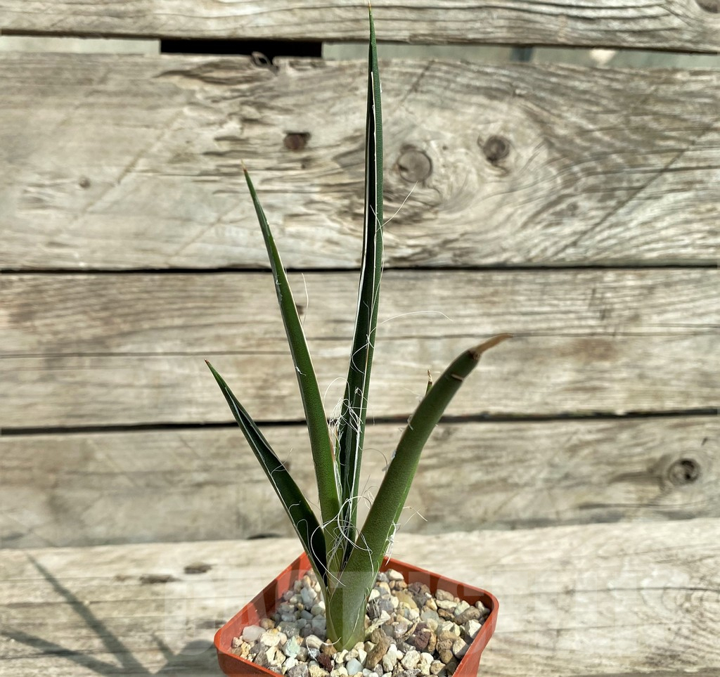 SHPR31767 Agave felgeri