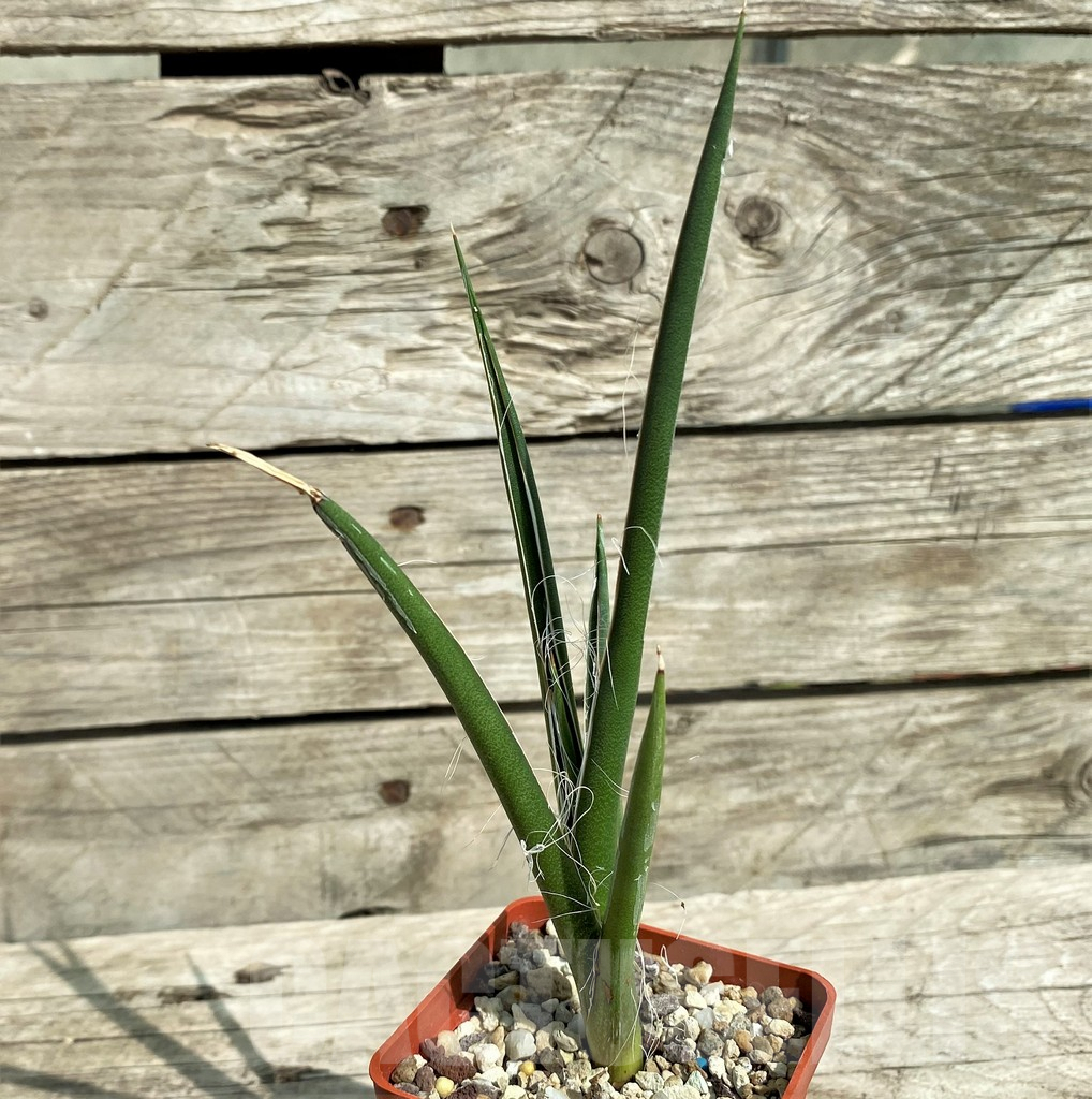 SHPR31767 Agave felgeri - Зображення 2