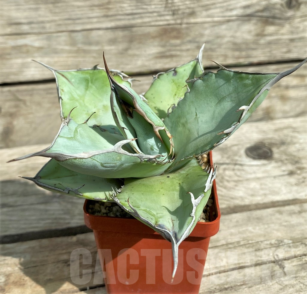 SHPR31772 Agave titanota 'White ice'