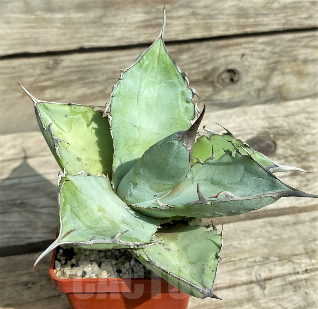 SHPR31772 Agave titanota 'White ice' - Obrázek 2