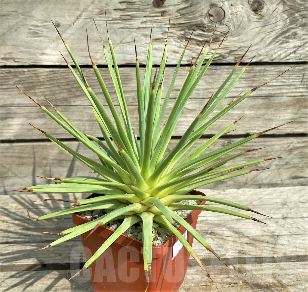 SHPR31773 Agave stricta 'Nana' - Obrázek 2