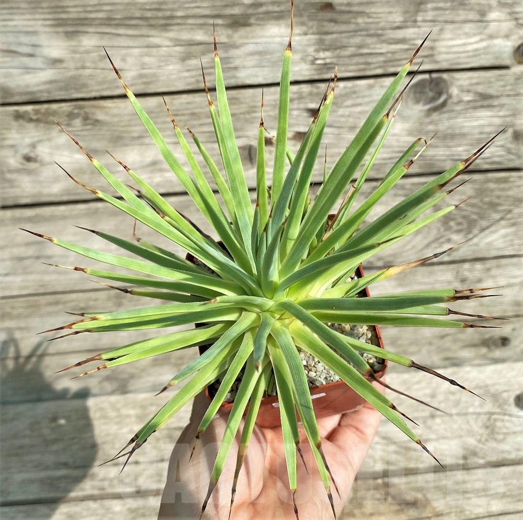 SHPR31773 Agave stricta 'Nana'