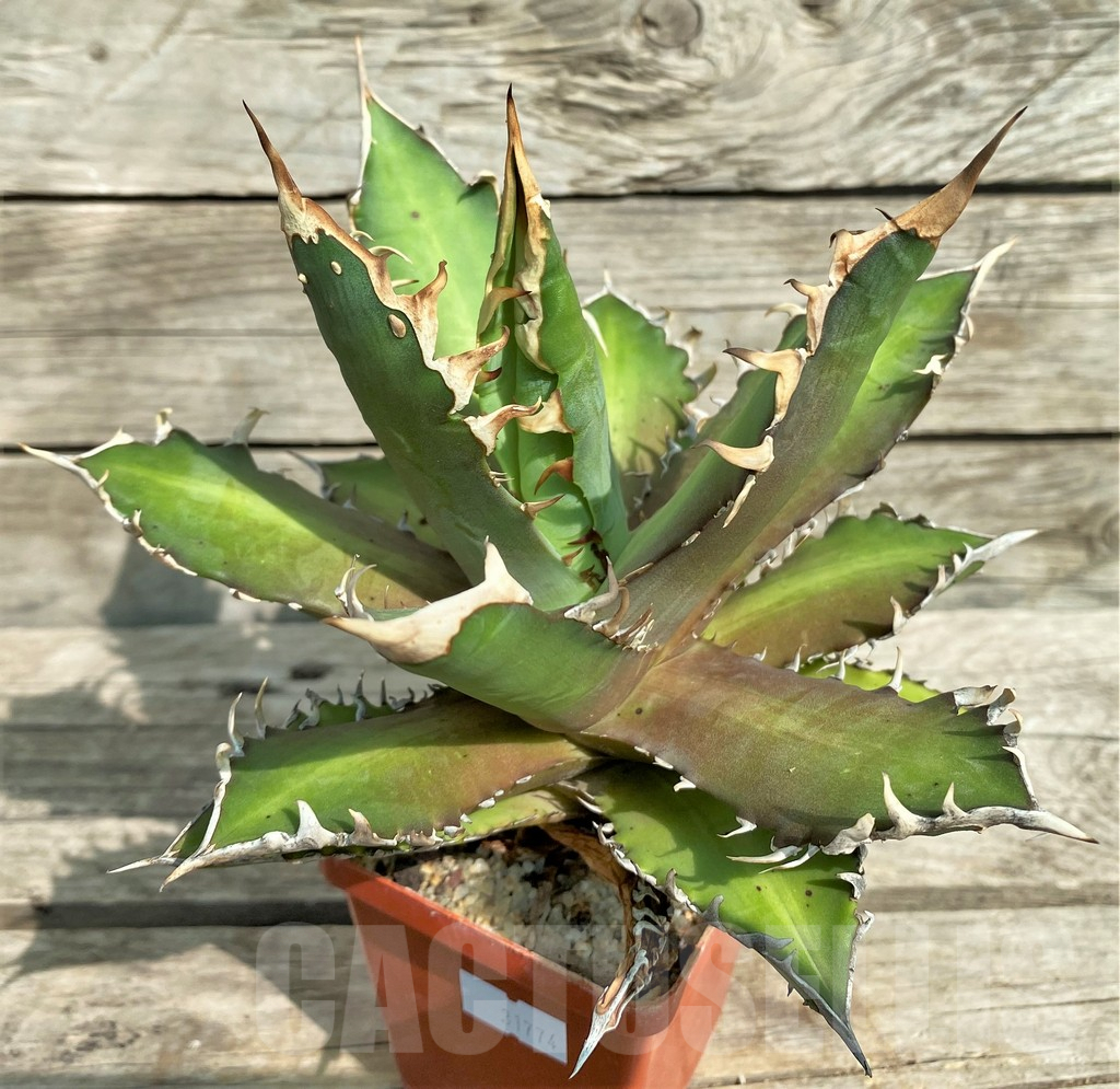 SHPR31774 Agave titanota 'Red Catweazle'