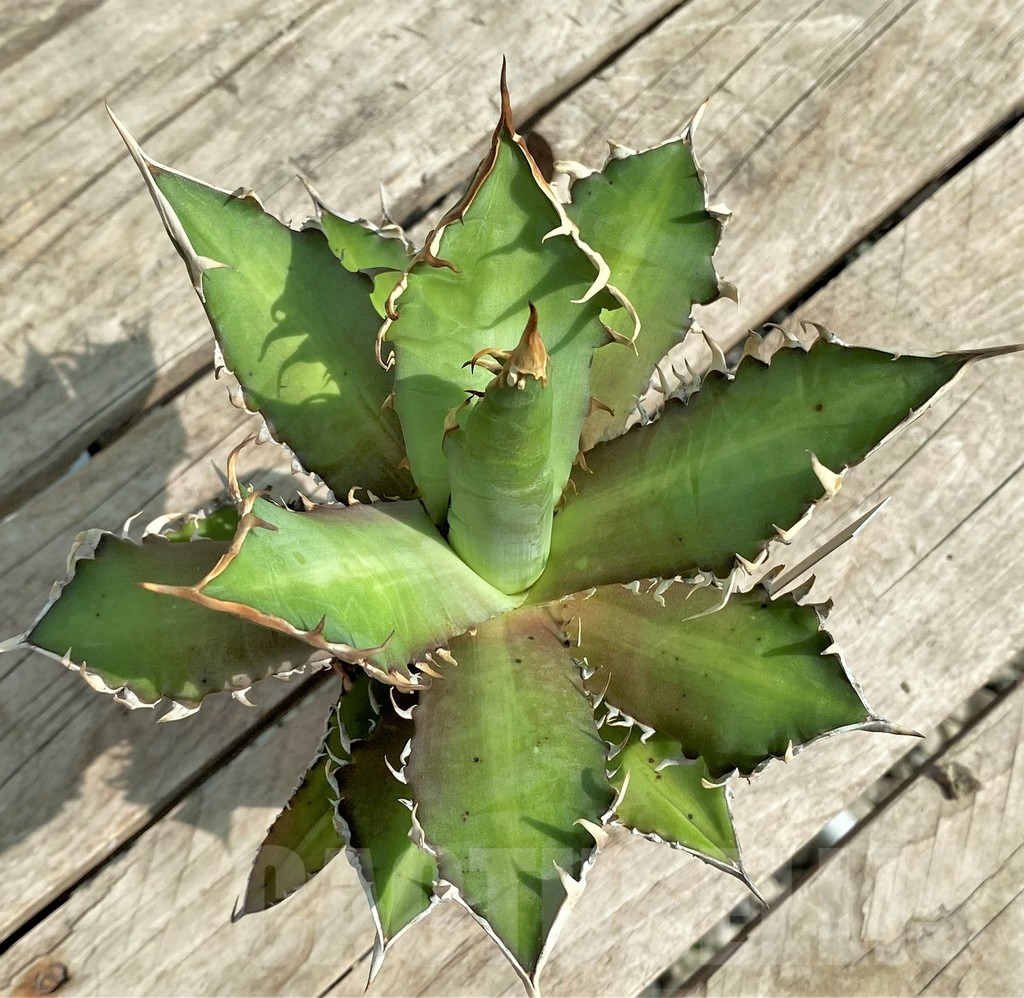 SHPR31774 Agave titanota 'Red Catweazle' - Image 2