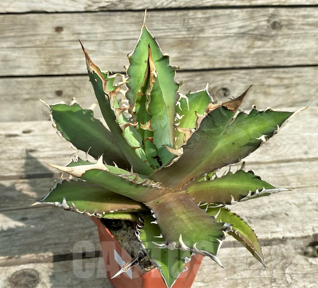 SHPR31774 Agave titanota 'Red Catweazle' - Image 3
