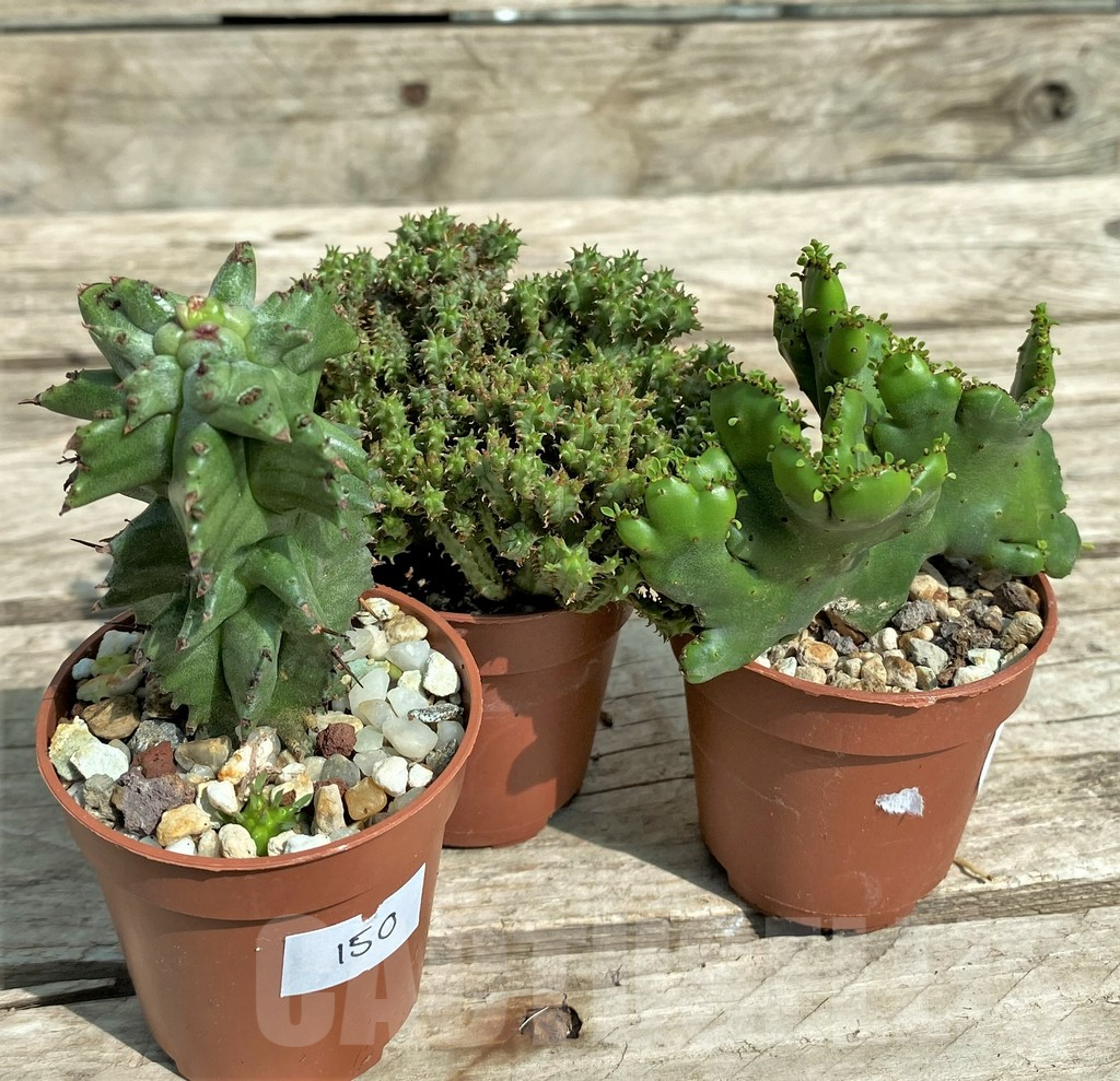 SET150 Euphorbia mix, 3 plants