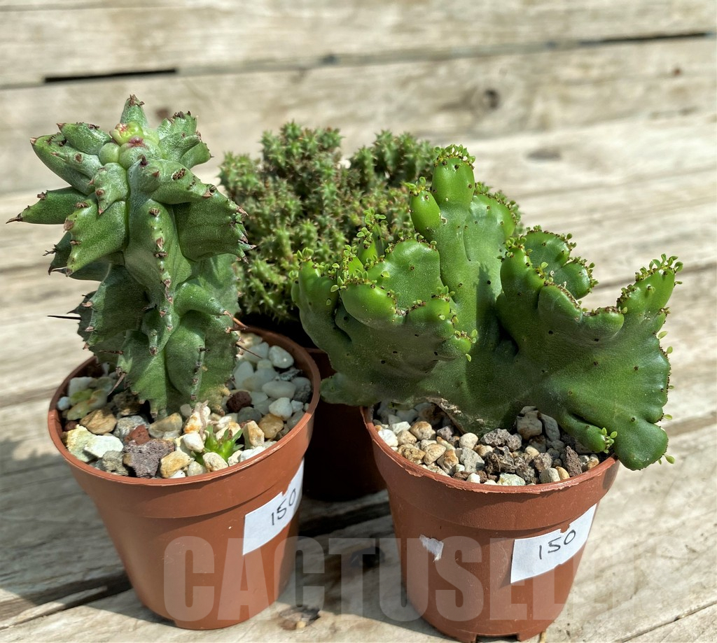 SET150 Euphorbia mix, 3 plants - Image 3