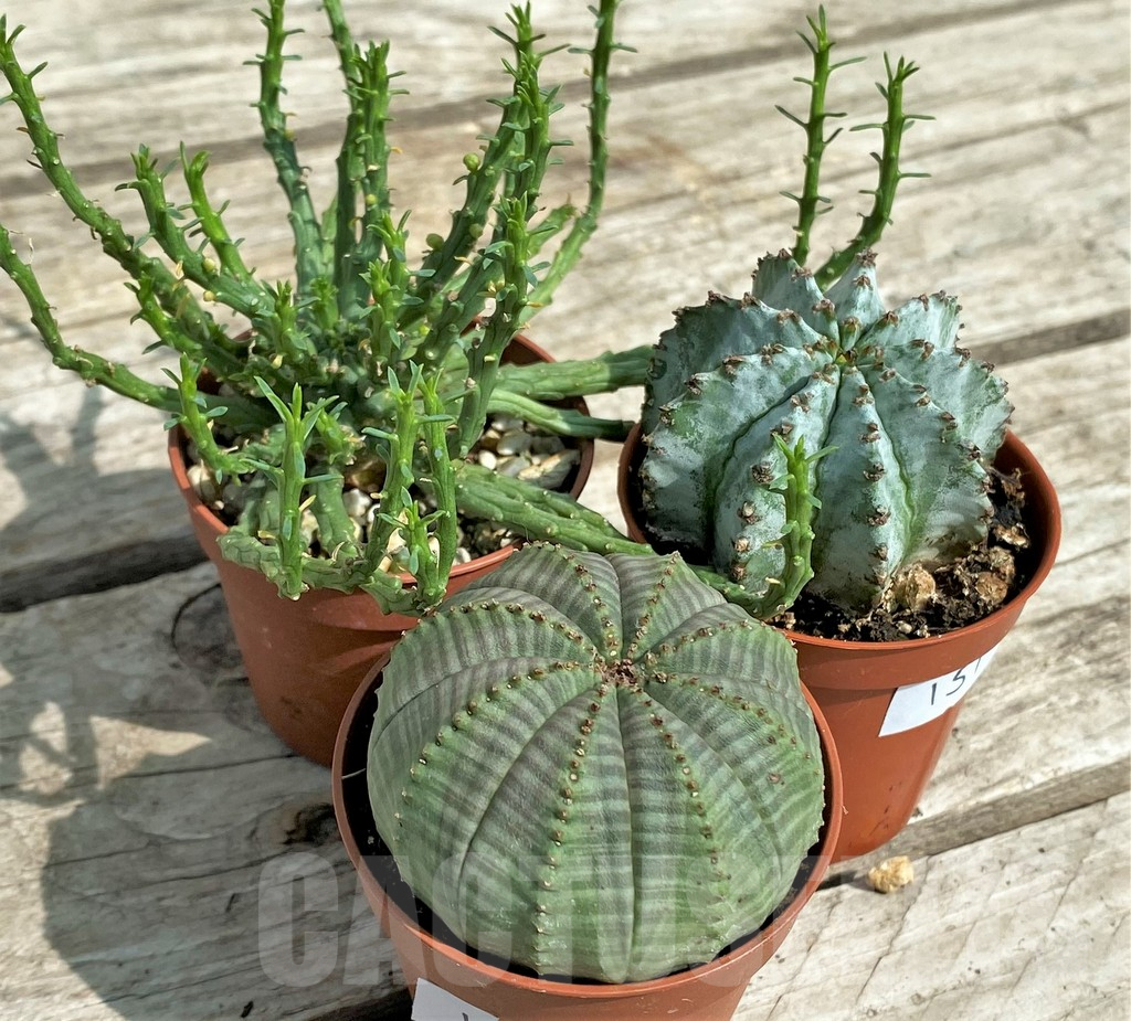 SET151 Euphorbia mix, 3 plants - Image 2