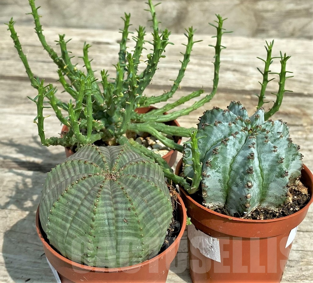 SET151 Euphorbia mix, 3 plants