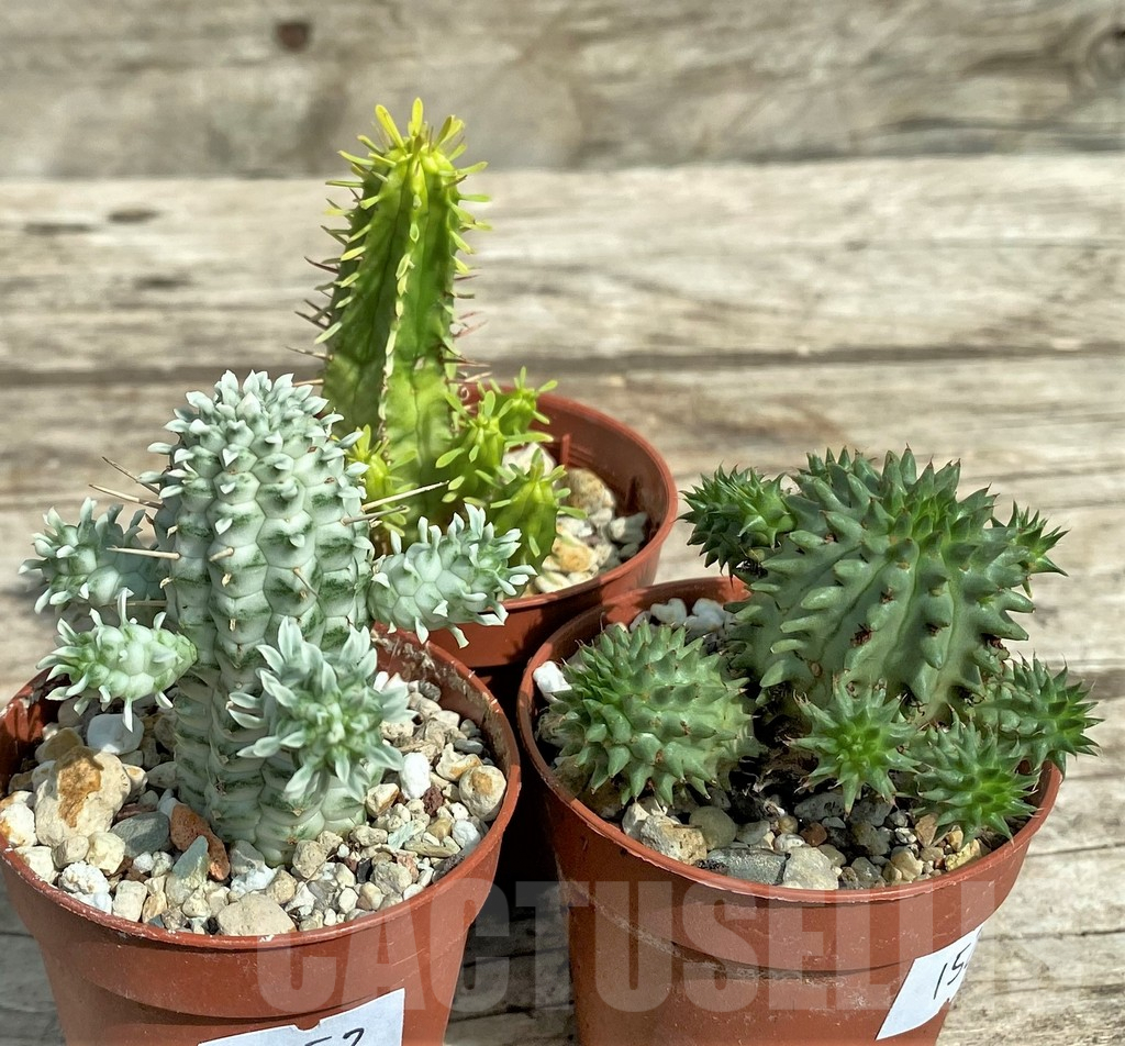 SET152 Euphorbia mix, 3 plants