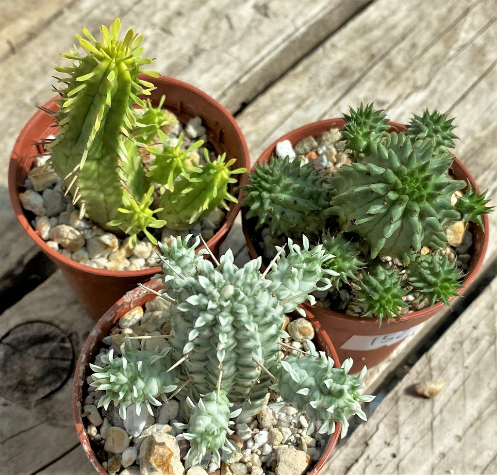 SET152 Euphorbia mix, 3 plants - immagine 2