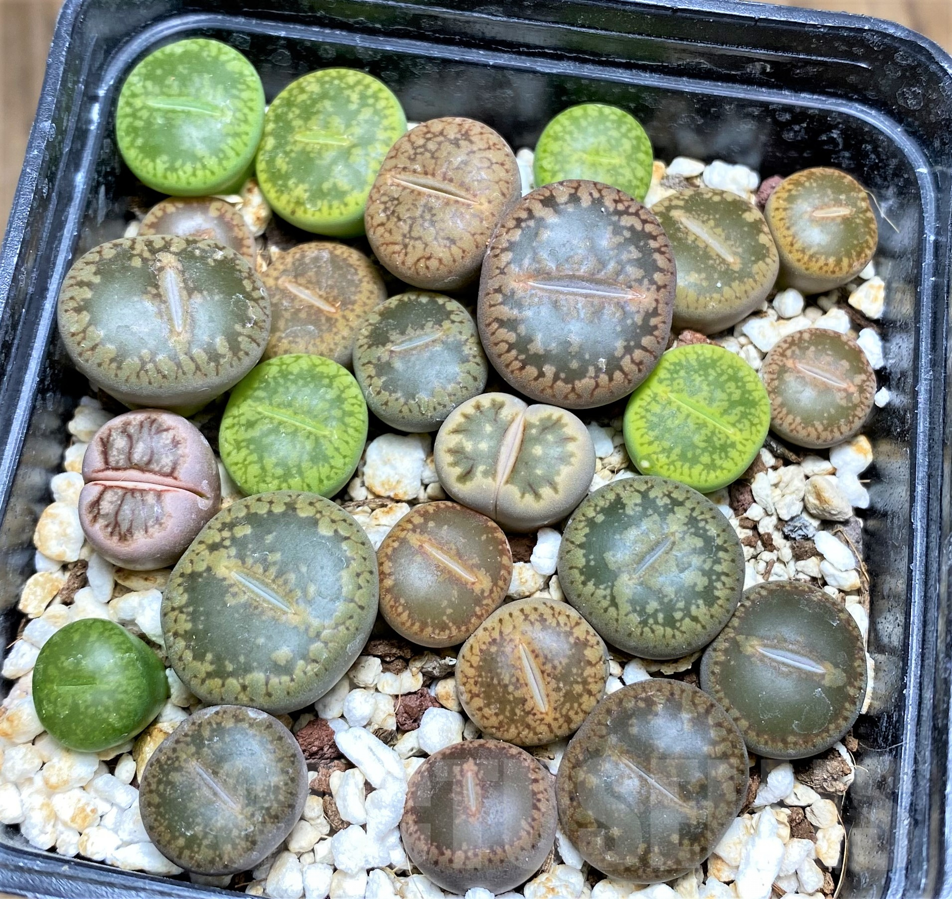 SHPR31777 Lithops mix