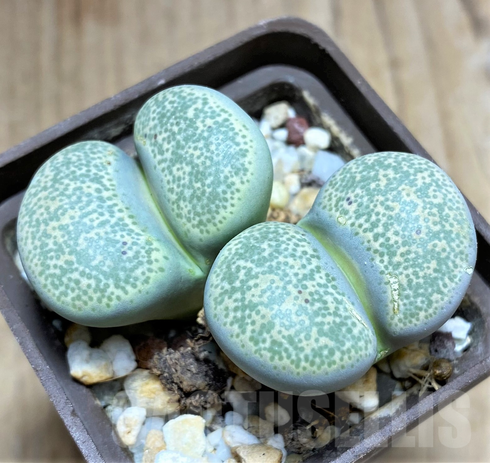 SHPR31779 Lithops terricolor C 253