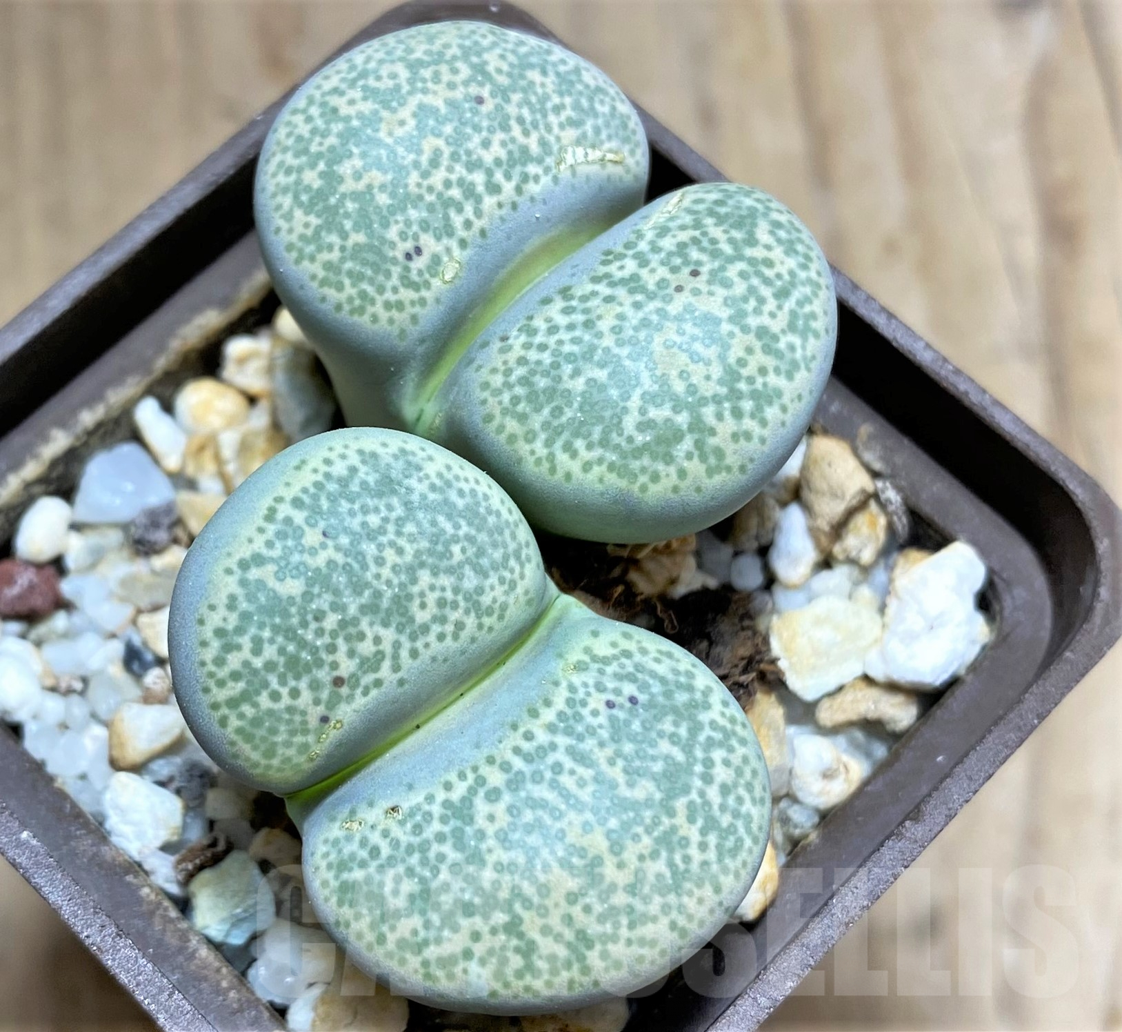 SHPR31779 Lithops terricolor C 253 - immagine 2