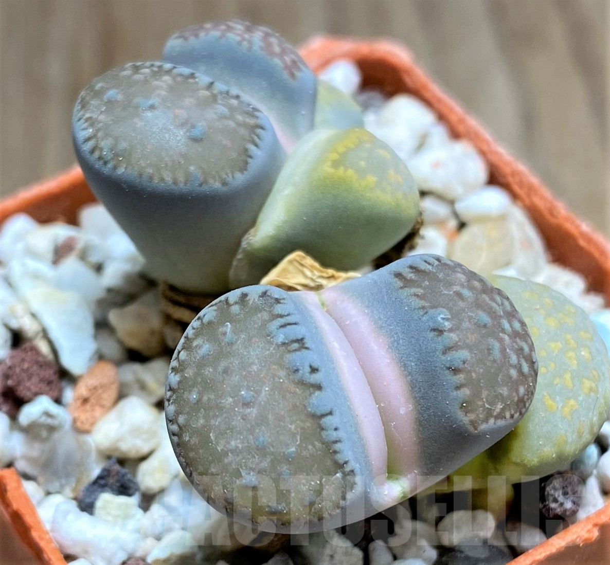 SHPR31780 Lithops villetii ssp. deboeri C231