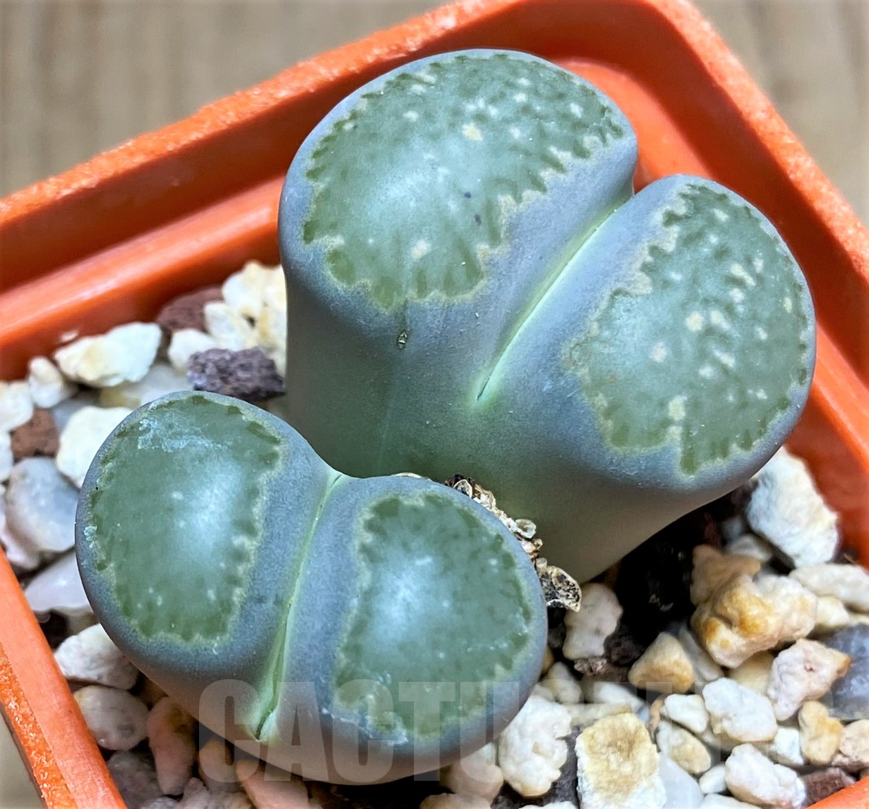 SHPR31781 Lithops salicola C037 - immagine 2