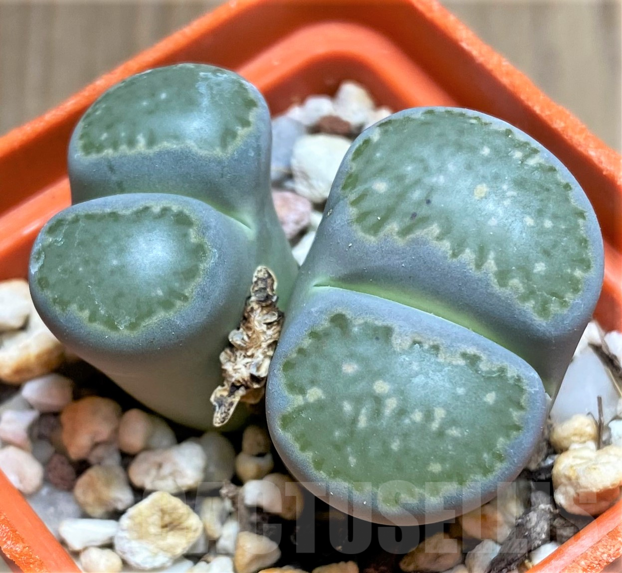 SHPR31781 Lithops salicola C037