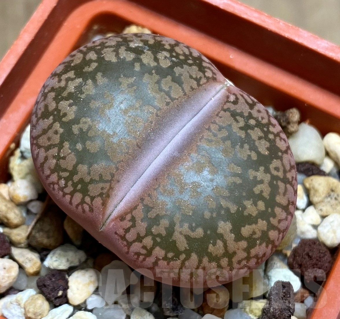 SHPR31782 Lithops aucampiae