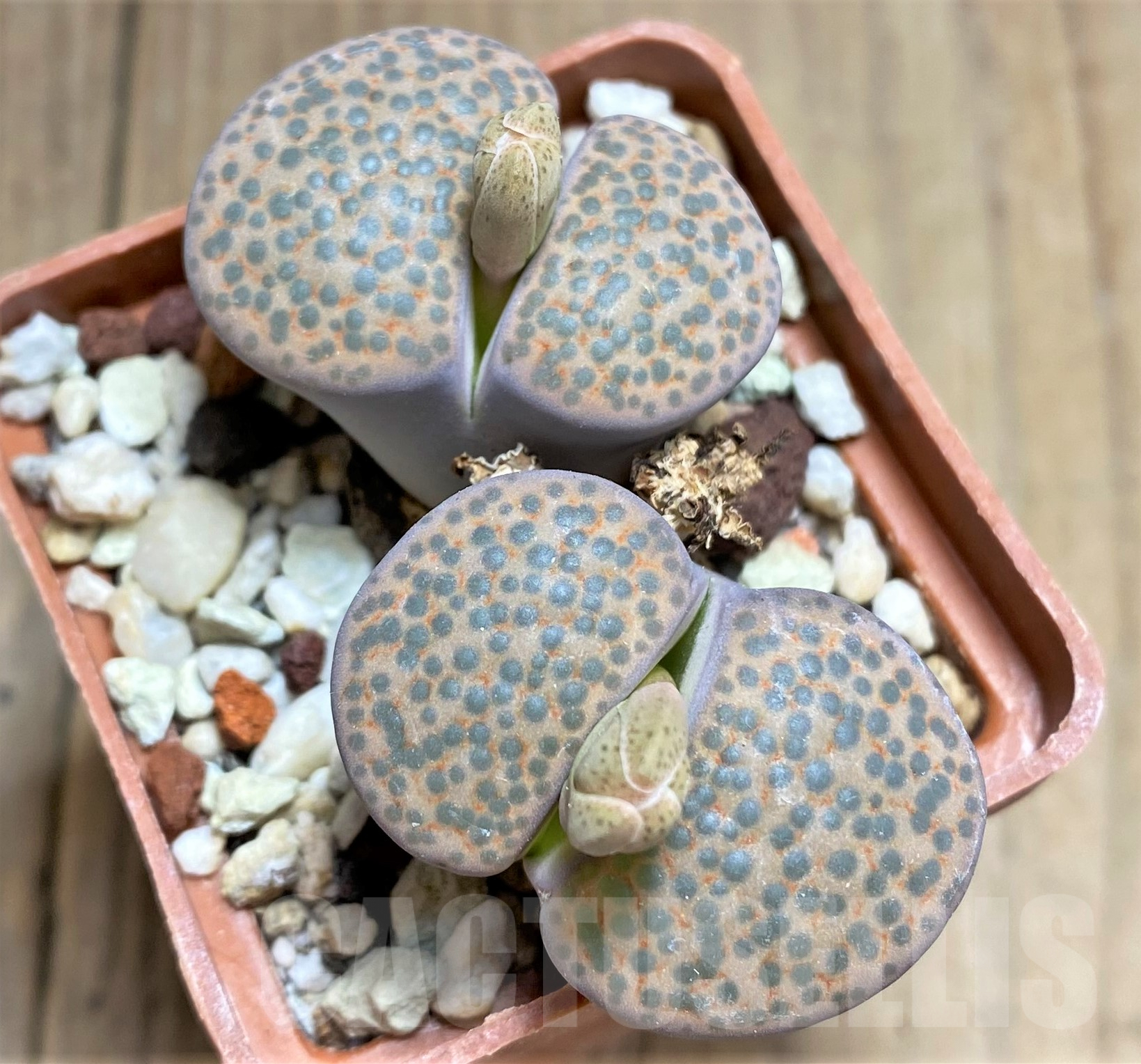 SHPR31783 Lithops fulviceps