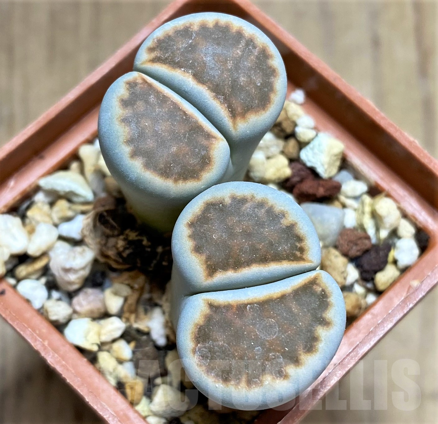 SHPR31784 Lithops karasmontana 'Lateritia'