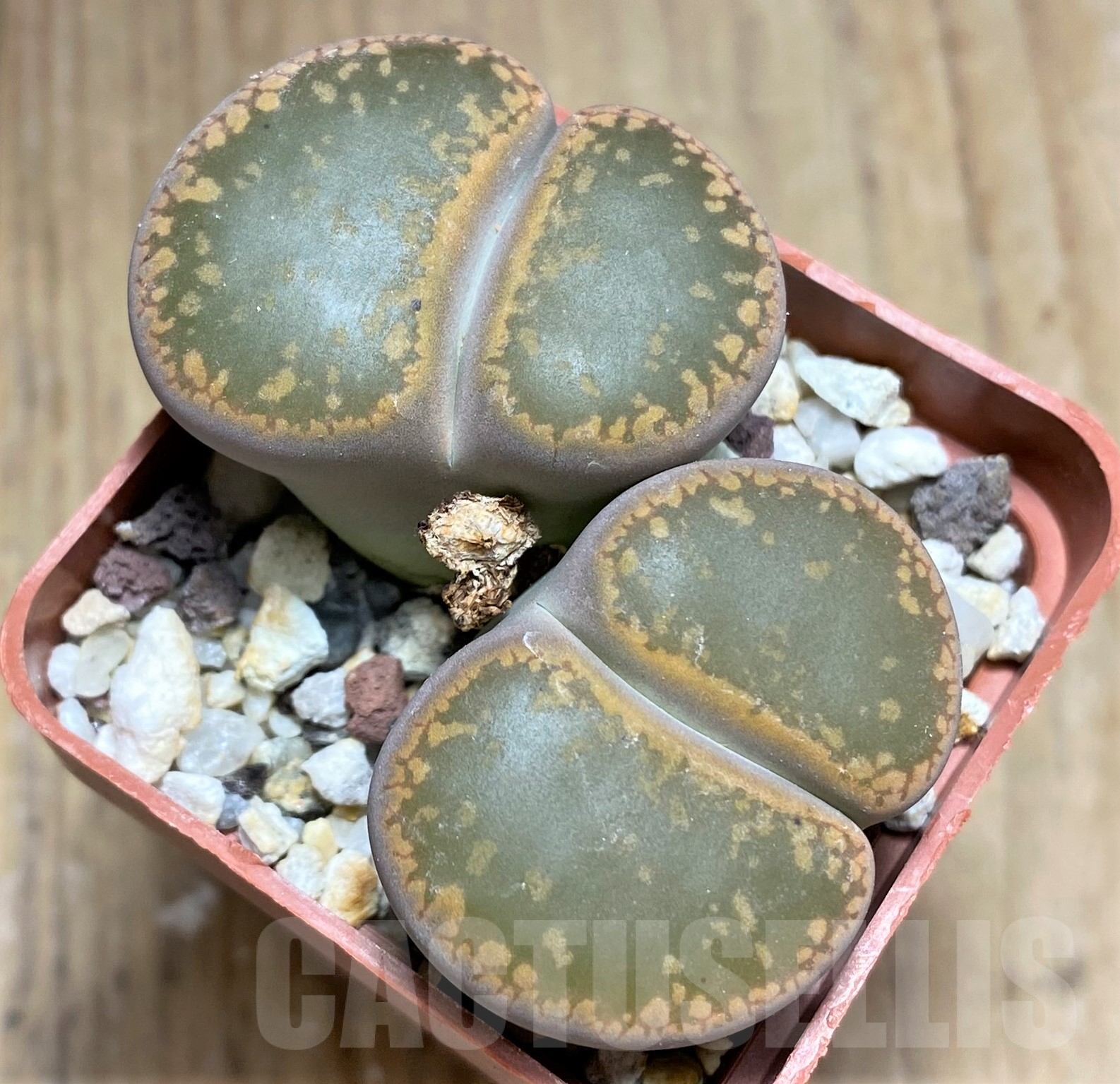 SHPR31785 Lithops aucampiae C046