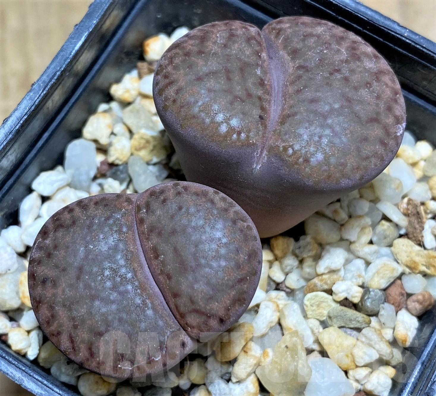 SHPR31787 Lithops bromfieldii 'Rubroroseus'
