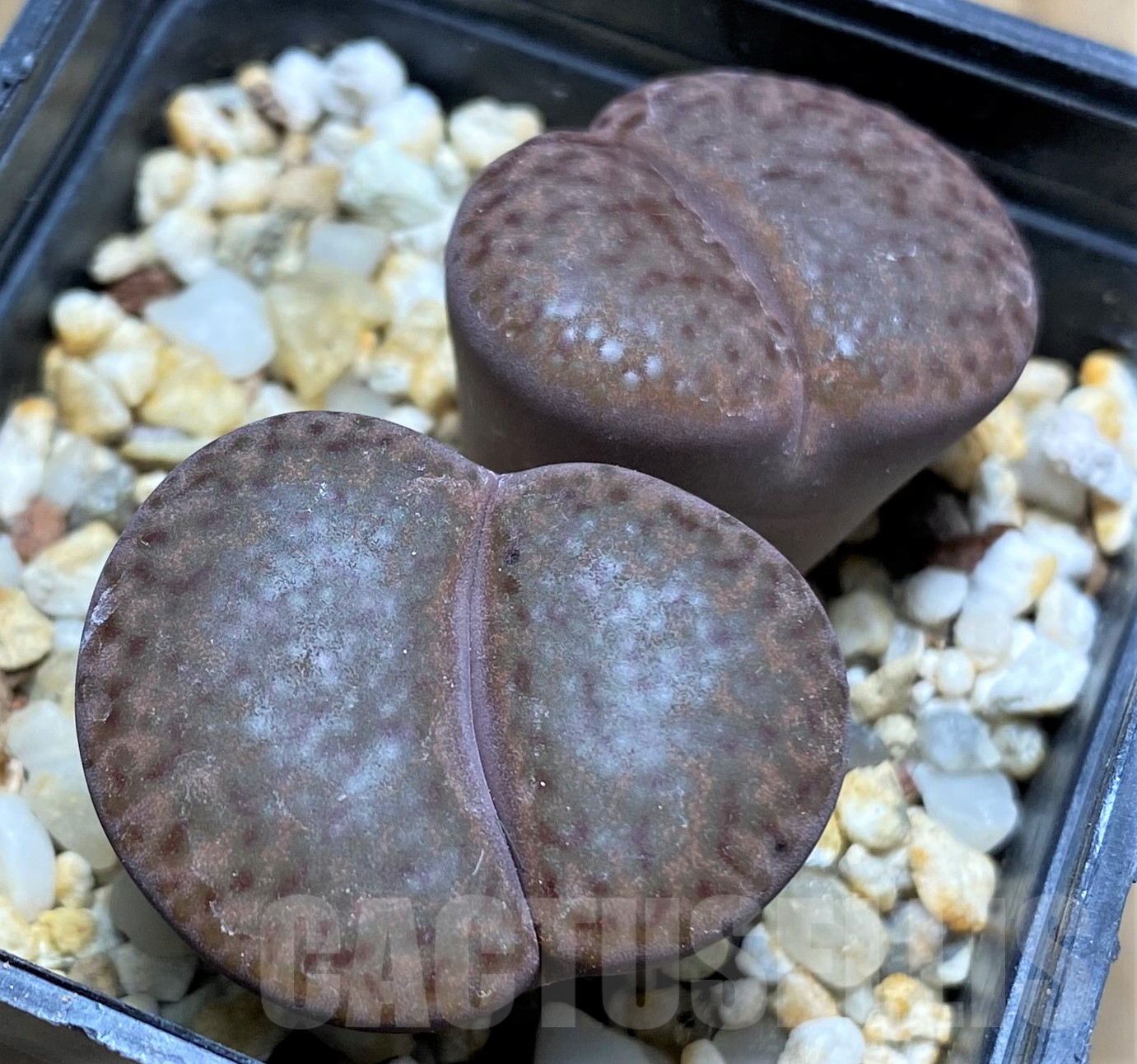 SHPR31787 Lithops bromfieldii 'Rubroroseus' - Image 2