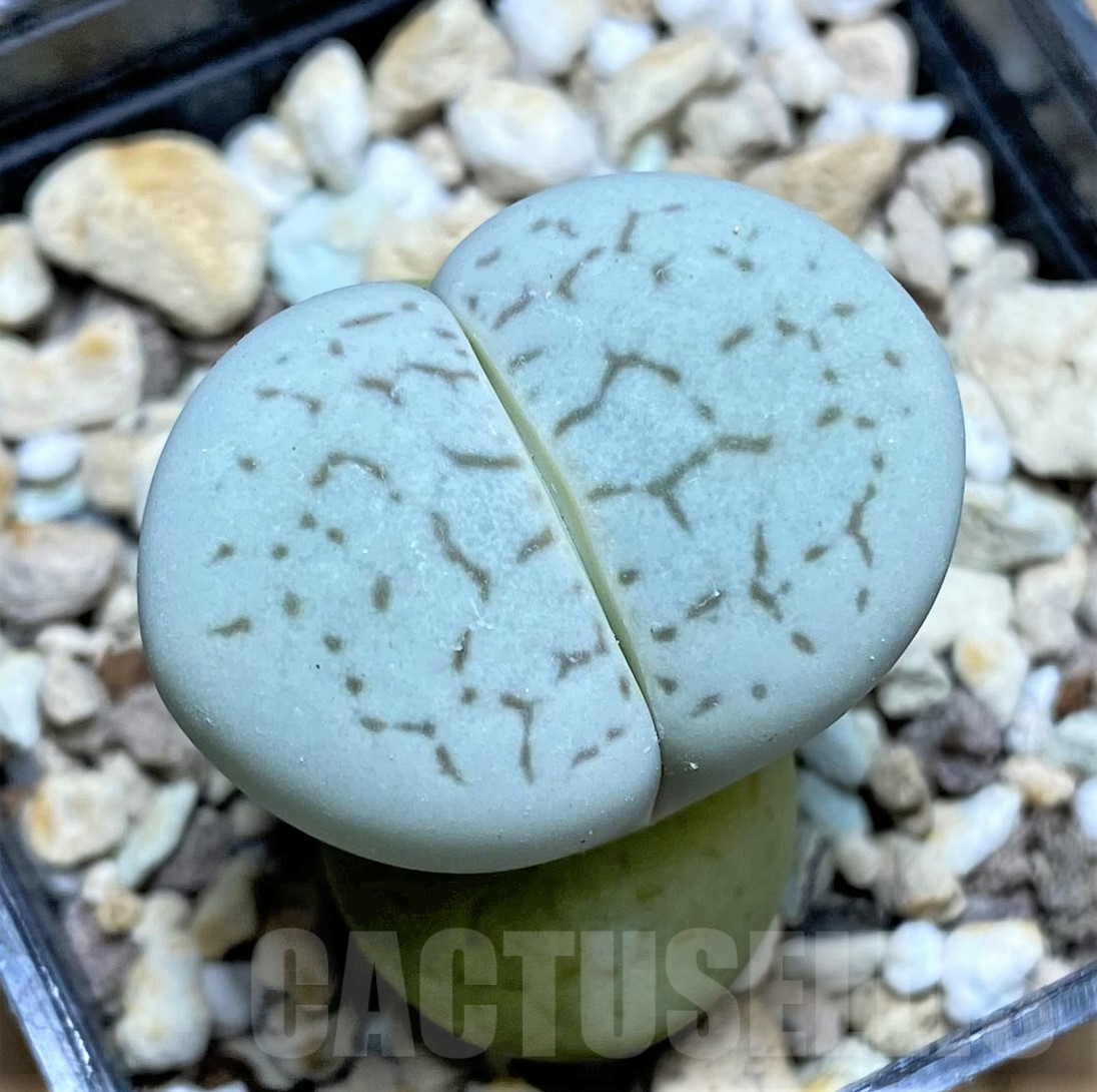 SHPR31788 Dinteranthus vanzylii