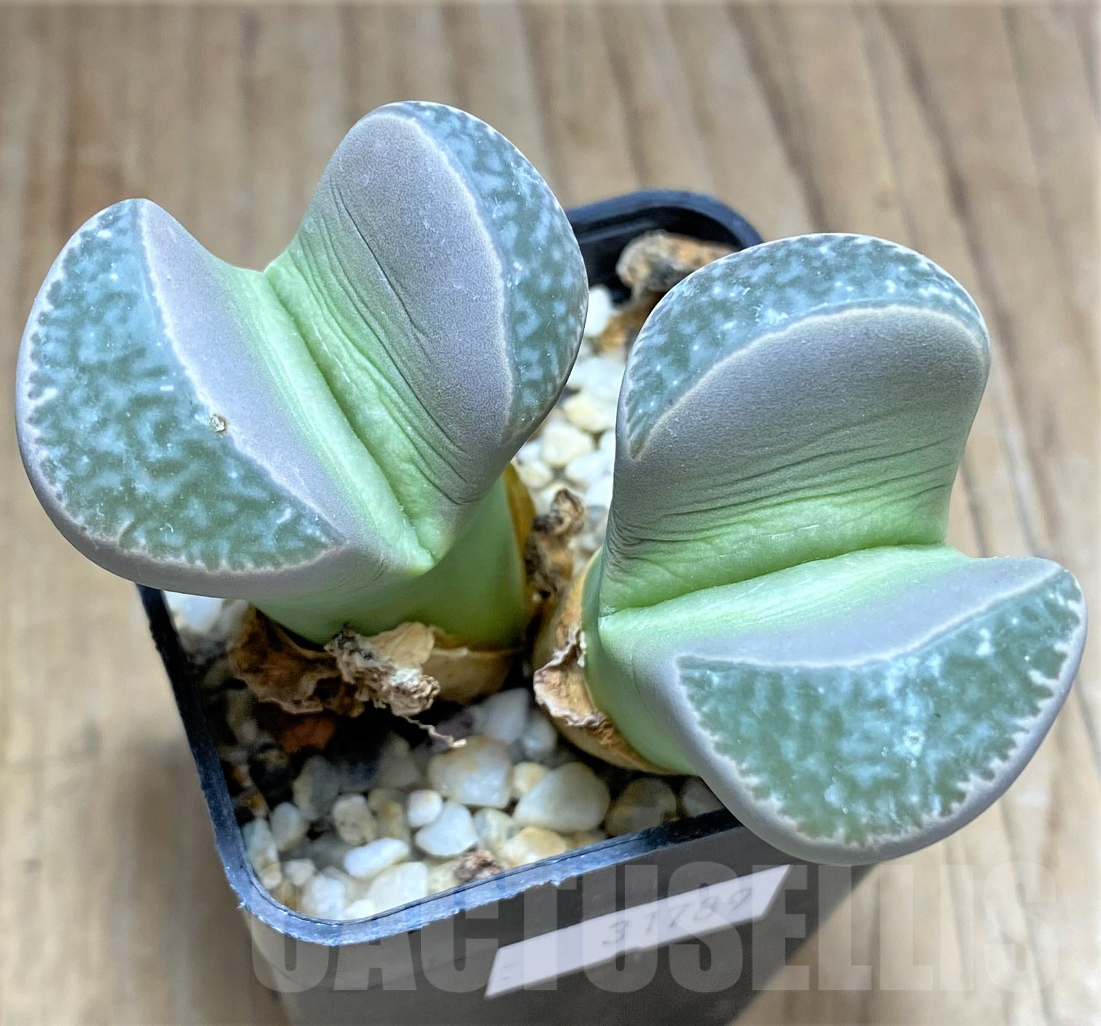 SHPR31789 Lithops naureeniae