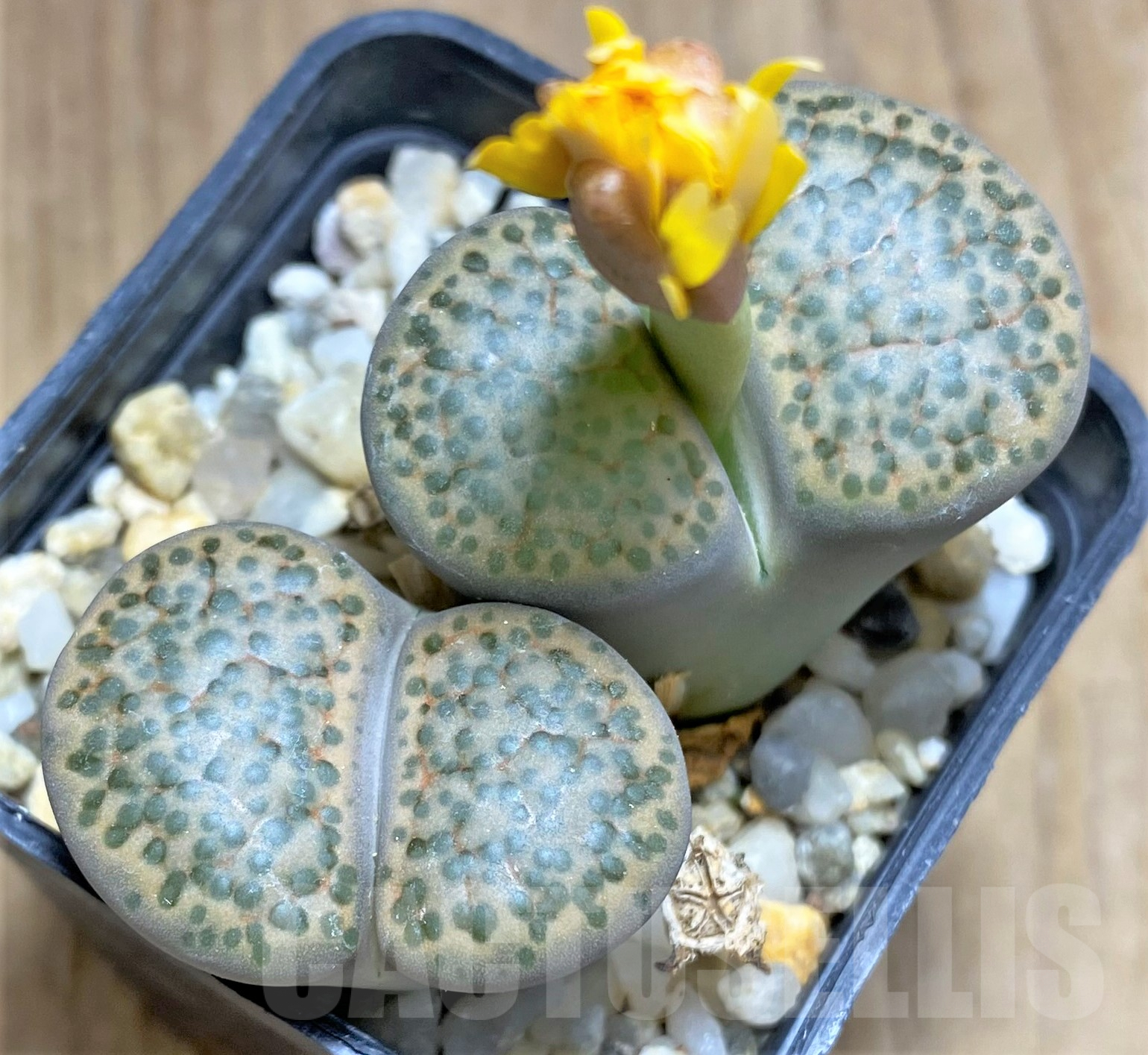 SHPR31791 Lithops fulviceps C266